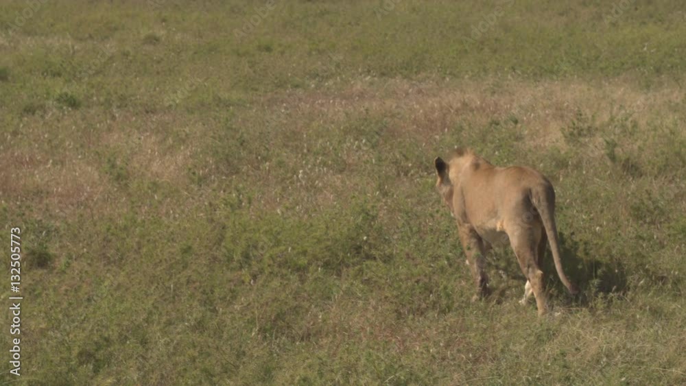 CLOSE UP: Young male lion walking into the wilderness on beautiful sunny day CLOSE UP: Young male lion walking into the wilderness on beautiful sunny day