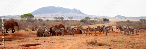 A lot of animals, zebras, elephants standing on the waterhole, Kenya safari