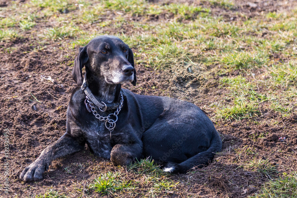 Jagdhund in seiner Grube Jagdhund in seiner Grube
