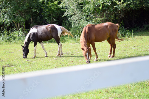Beautiful horses on a farm