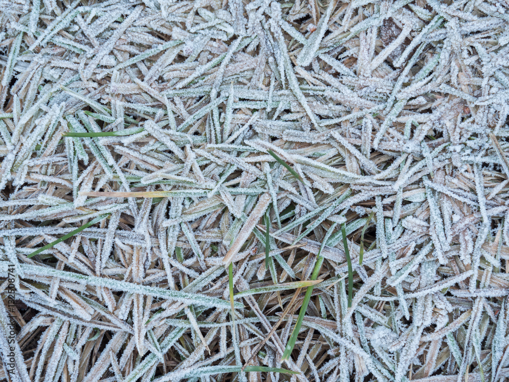 The texture of grass is covered with frost. Frost, icicles on the grass, ice. Frozen harvest. The texture of grass is covered with frost. Frost, icicles on the grass, ice. Frozen harvest.