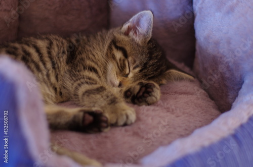 Süßes kleines Kätzchen schläft ruhig in einem Korb