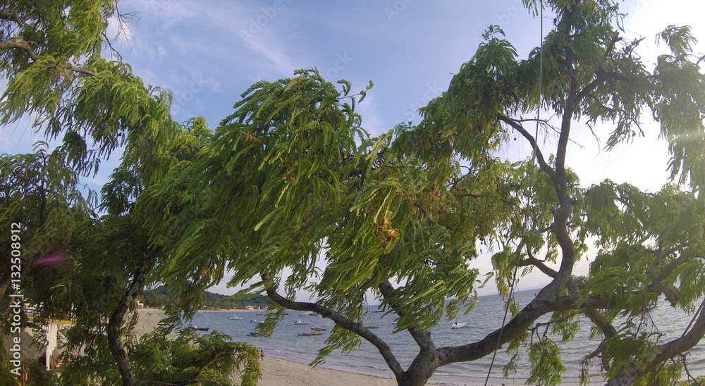 Fototapeta premium tamarind tree in Madagascar on a windy day