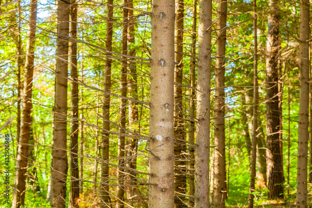 Fototapeta premium green forest in the summer