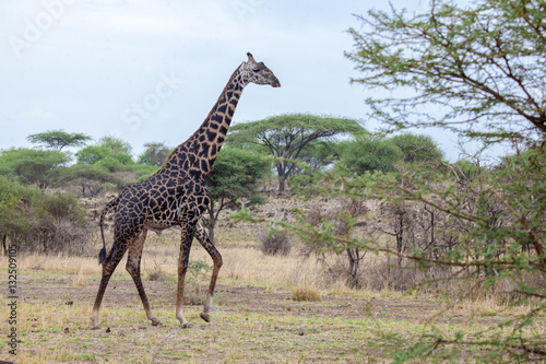 Giraffe walking between the trees, safari in Kenya
