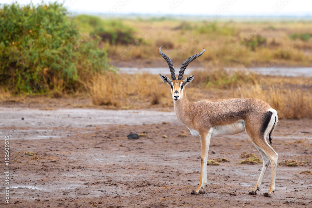 Antelope is standing in the savannah of Kenya Antelope is standing in the savannah of Kenya