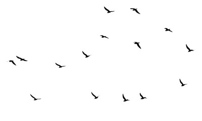 a flock of birds on a white background