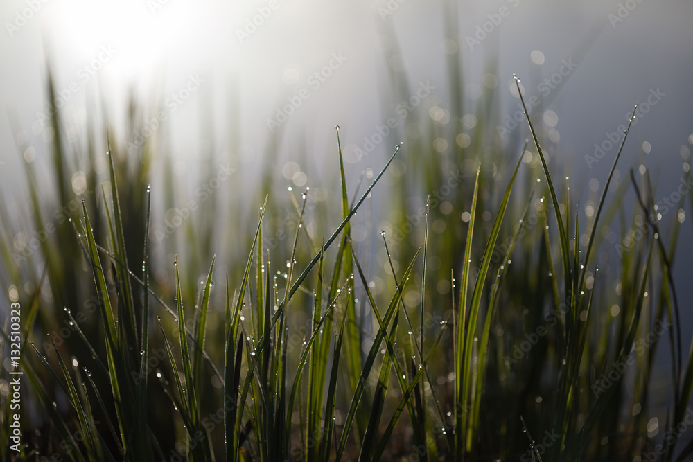 Obraz premium Morning dew