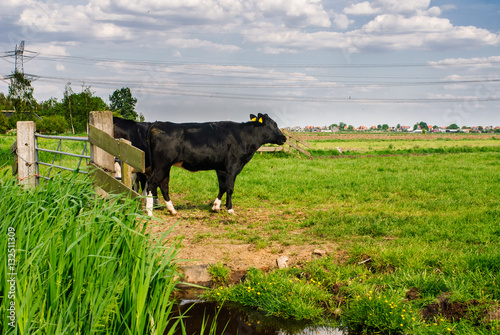 A black and white cow against a fence.