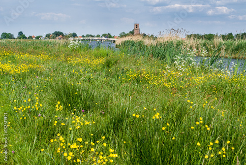 A meadow with yellow flowers in spring.