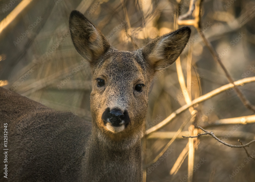 Roe deer in forest with trees in background Roe deer in forest with trees in background