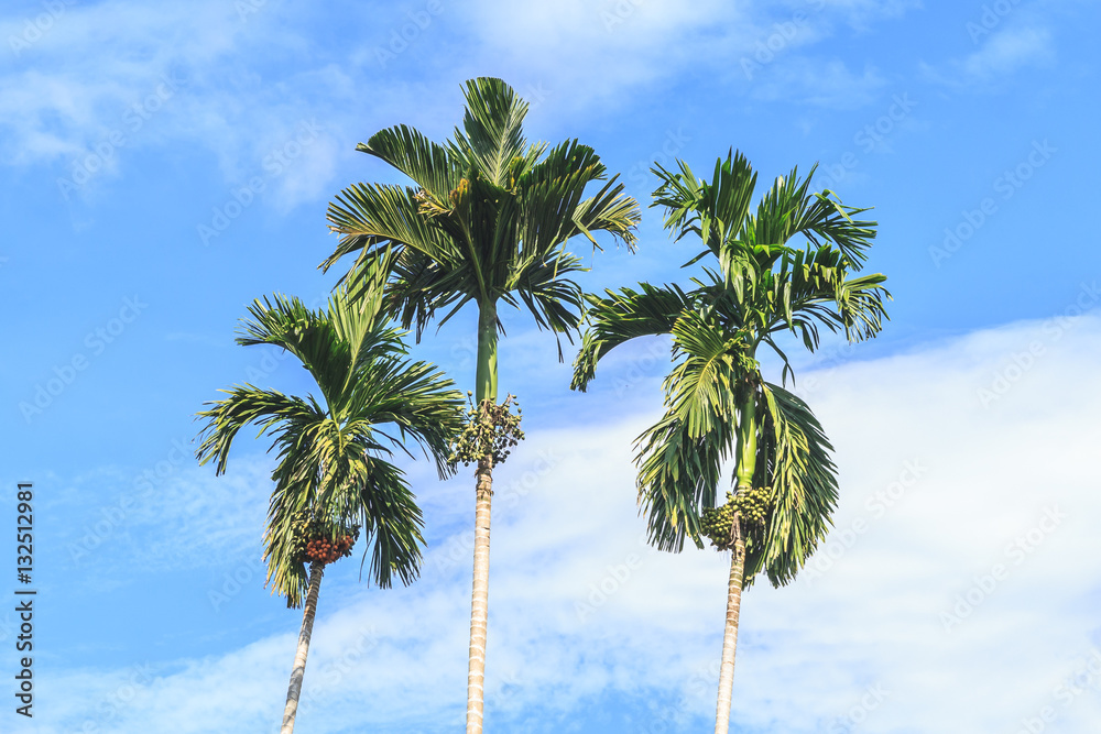 Palm trees against blue sky, Thailand Palm trees against blue sky, Thailand