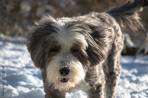 Bearded Collie playing in snow