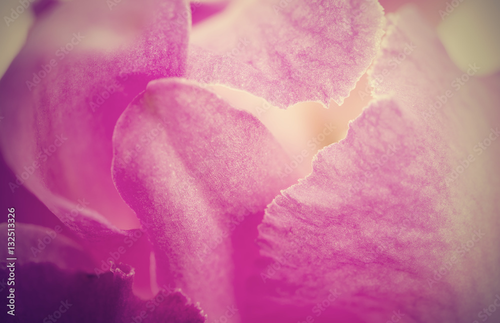 Abstract pink petal orchid flower background,retro filter effect