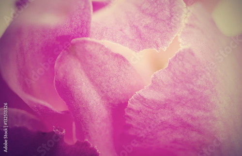 Fototapeta Naklejka Na Ścianę i Meble -  Abstract pink petal orchid flower background,retro filter effect