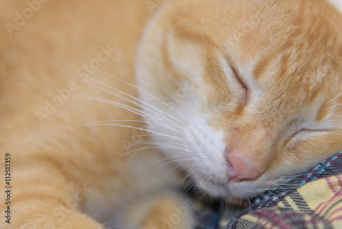Cute yellow cat sleep in cozy basket © jcsmilly
