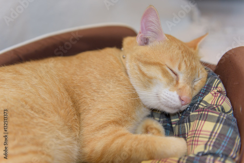 Cute yellow cat sleep in cozy basket © jcsmilly