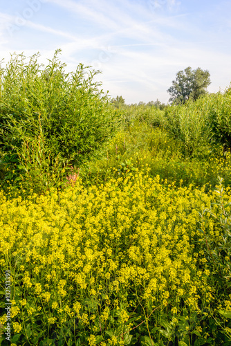 Willow shrubs and yellow flowering rapeseed In a nature reserve