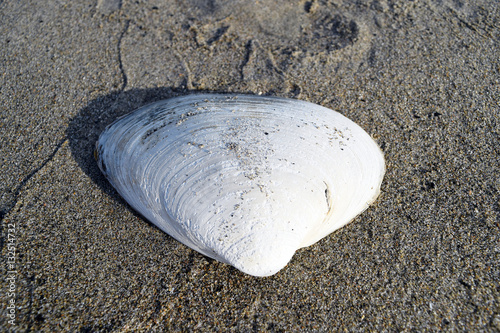 Valokuva Clam shell on sand on beach
