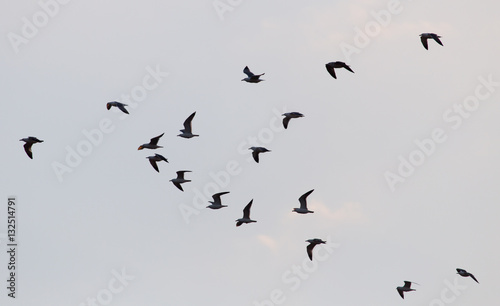 a flock of birds at sunset © schankz