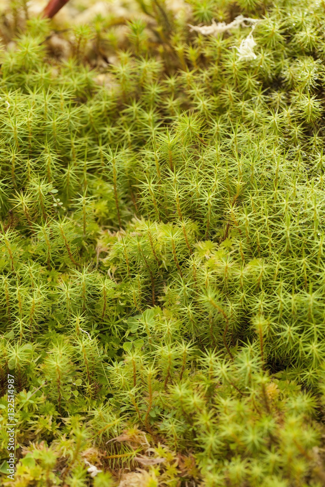 Moss Moss