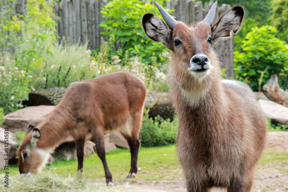 Fototapeta premium Japanese Serau (goat) (Capricornis crispus)