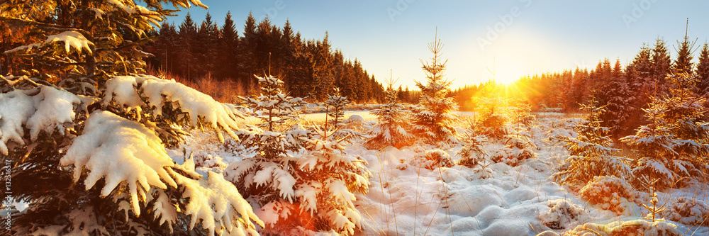 Naklejka premium Winter Forest Landscape Panorama, Niemcy