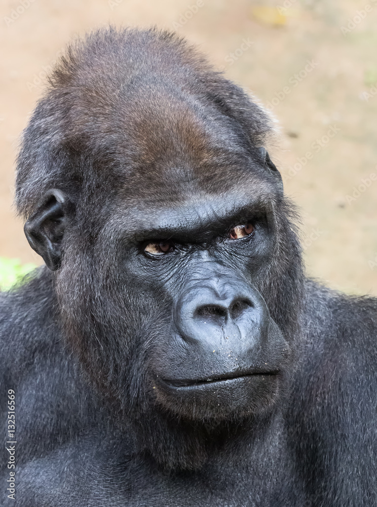 Fototapeta premium Portrait of a male Western gorilla