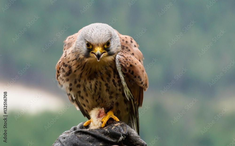 Turmfalke frisst seine Beute