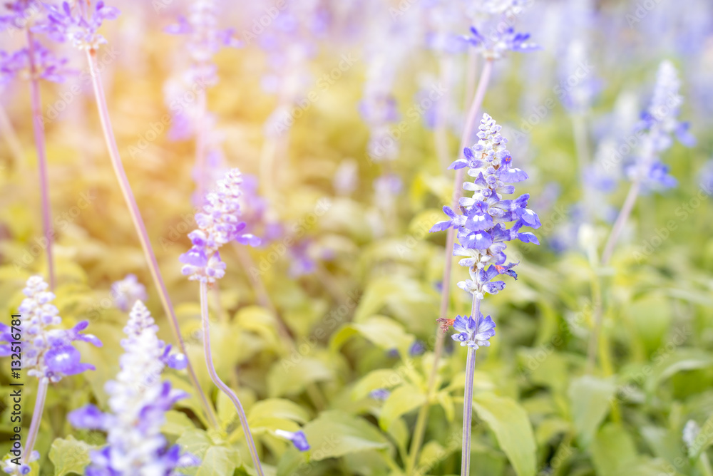 Obraz premium Lavender bushes and yellow sun light.