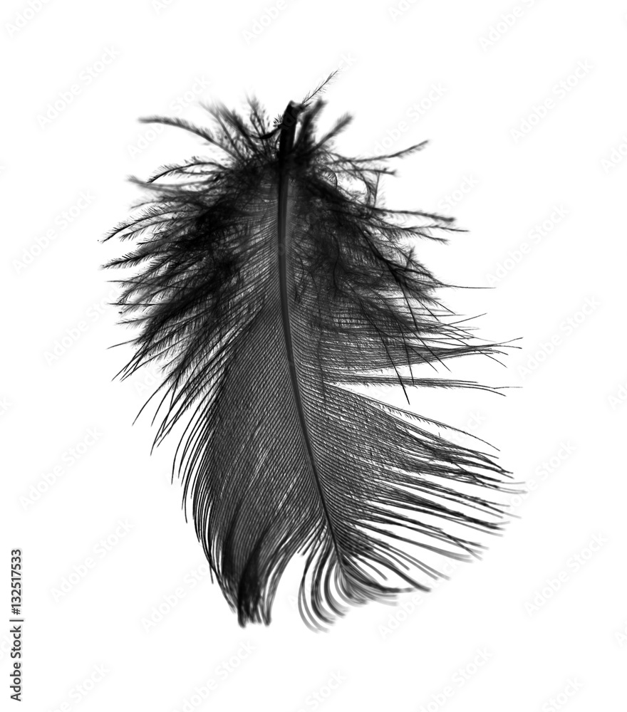 Obraz premium Black feather on a white background
