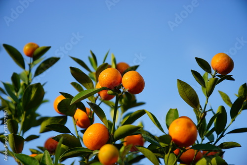 Growing Tangerines at Hanoi