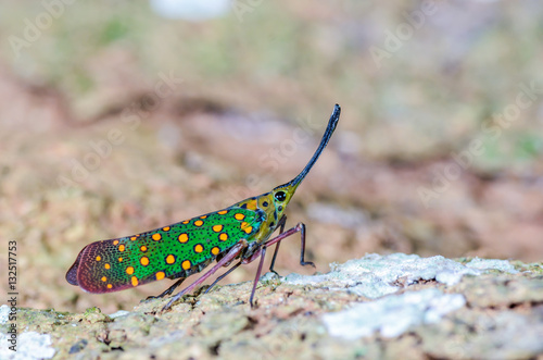 Saiva gemmata(Westwood, 1848), The colorful cicada on tree, Khao yai national park, Thailand photo