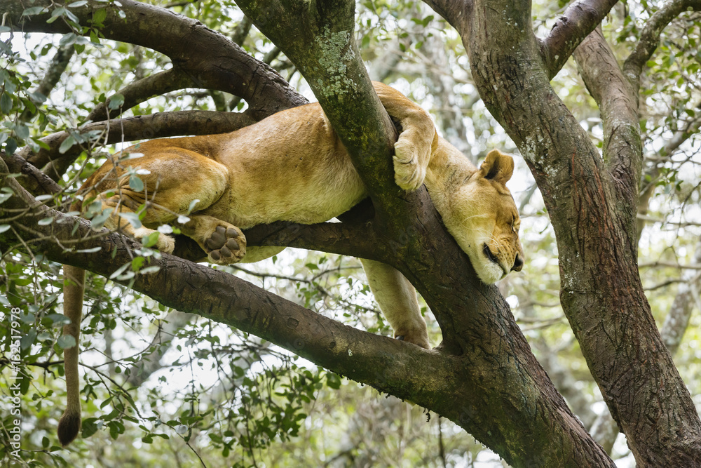 Fototapeta premium Lion in Nairobi National Park, Kenya