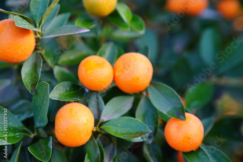 Growing Tangerines at Hanoi