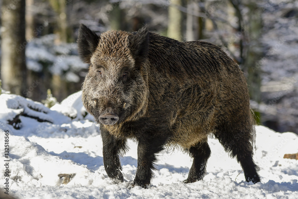 Wildschweinkeiler Wildschweinkeiler