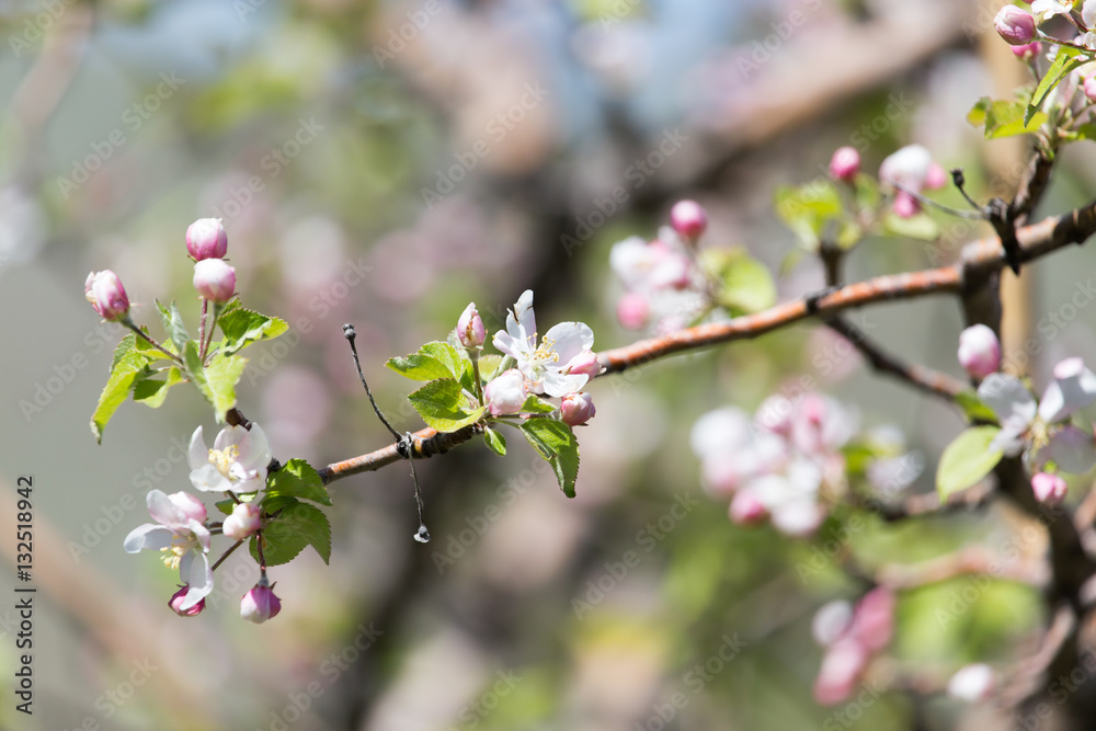 flowers on the fruit tree in nature
