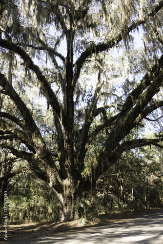 Live Oak Tree in Florida