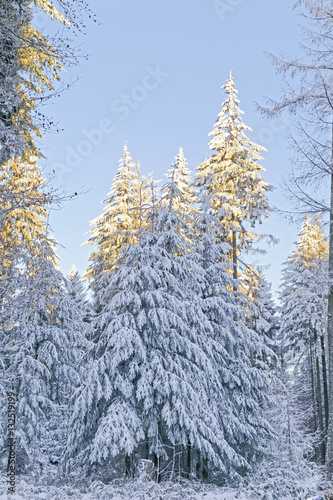 snow covered forest