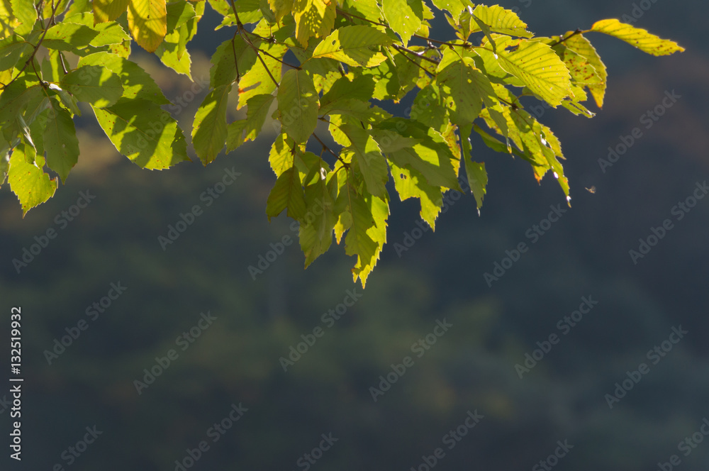 Obraz premium Beautiful Japan maple leaves in autumn.