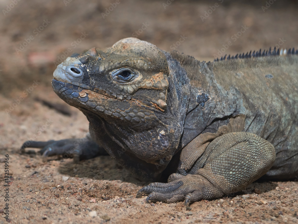 Obraz premium Rhinoceros iguana (Cyclura cornuta)