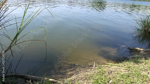 Pond skaters or whirlygig dance on a peaceful jungle pond. photo