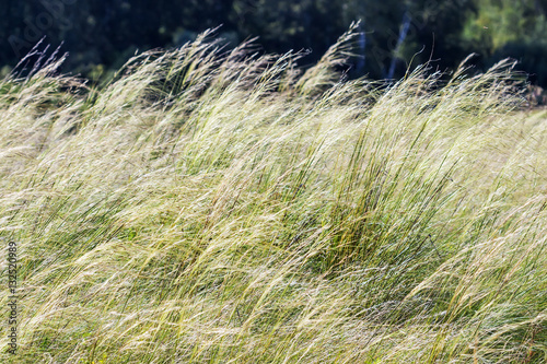 Feather hairlike ( lat. Stipa capillata)