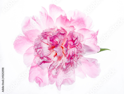 Fototapeta Naklejka Na Ścianę i Meble -  peony flower isolated