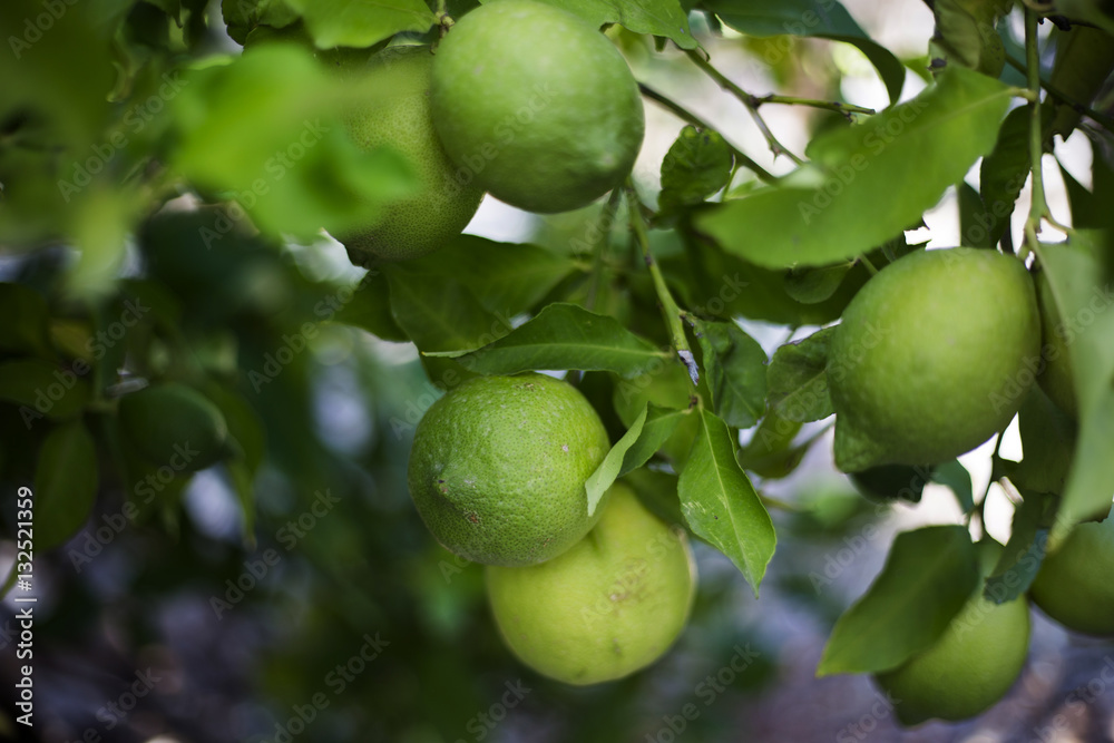 Green organic lemon tree in Ivan Dolac village, Hvar island - Croatia Green organic lemon tree in Ivan Dolac village, Hvar island - Croatia