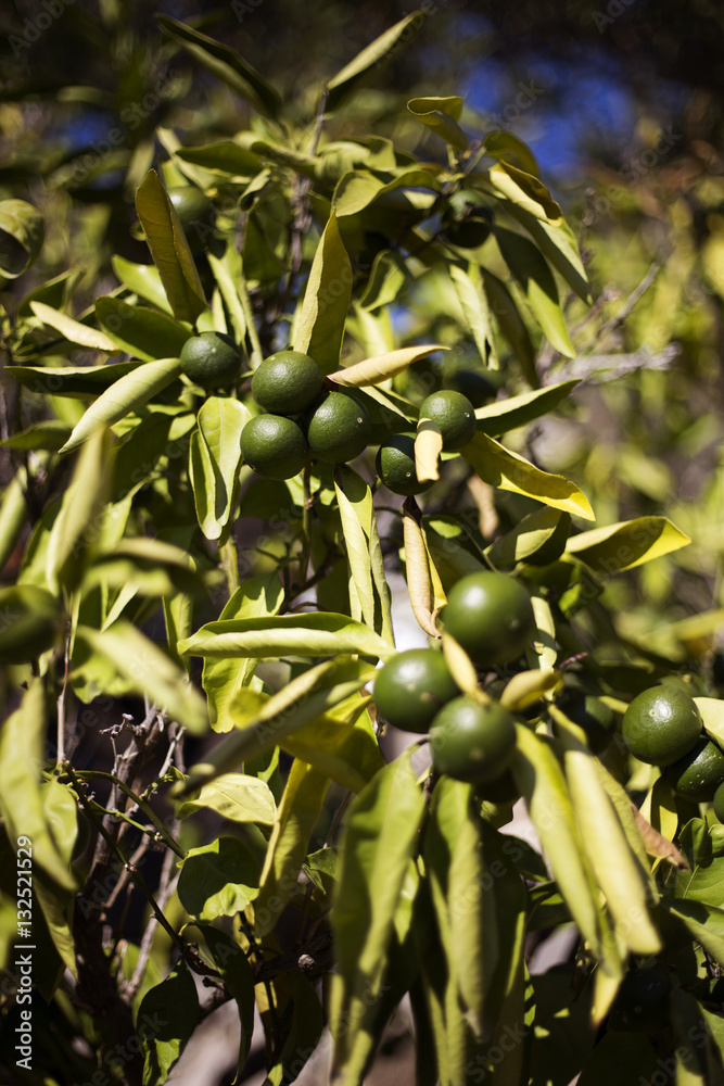 Green organic tangerine tree in Ivan Dolac village, Hvar island - Croatia Green organic tangerine tree in Ivan Dolac village, Hvar island - Croatia