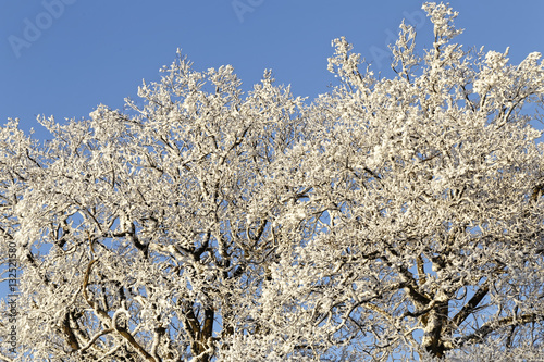 snow covered trees