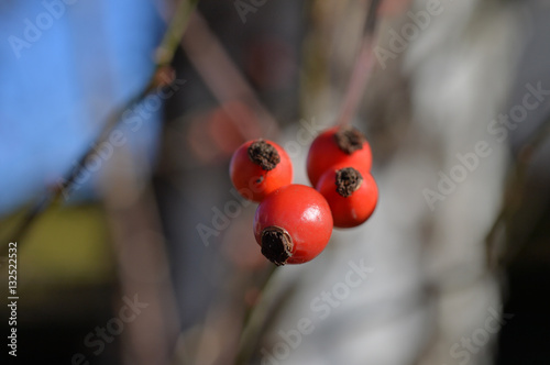 Rose hip