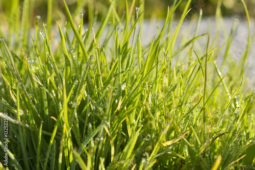 Morning drops in the grass.