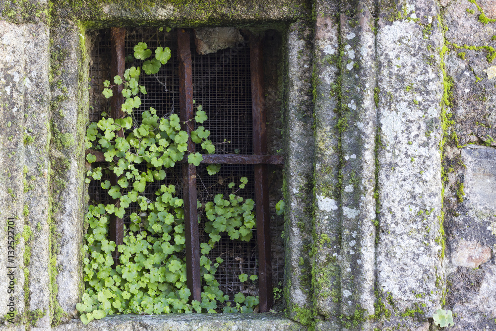 Fresh green plants growing in a rusty window. Fresh green plants growing in a rusty window.